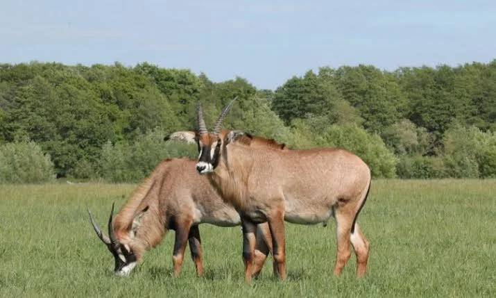 3-Day Ruma National Park Roan Antelope Safari
