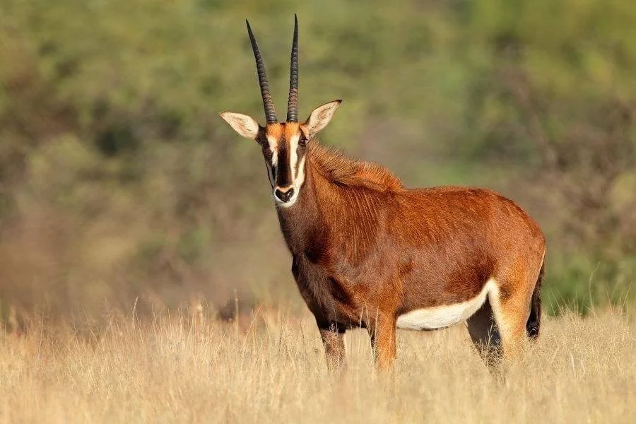 3-Day Shimba Hills Sable Antelope Safari Tanzania safari tour