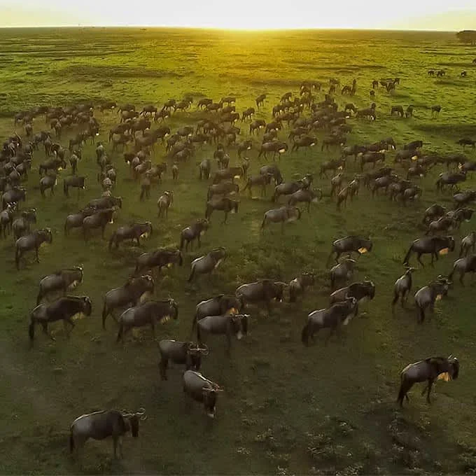 3-Day Simanjiro Plains Wildebeest Calving Safari
