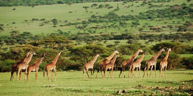 3-Day Toro-Semliki Wildlife Reserve Safari