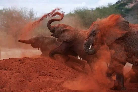 3-Day Tsavo East Red Elephants Safari - Kenya safari tour