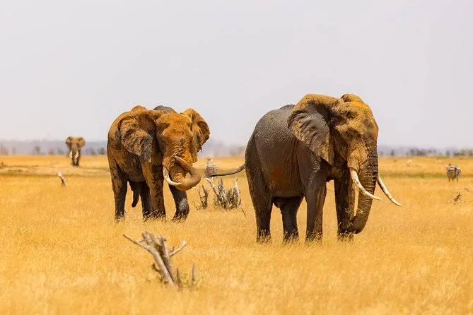 3-Day Tsavo West Safari - Kenya safari tour