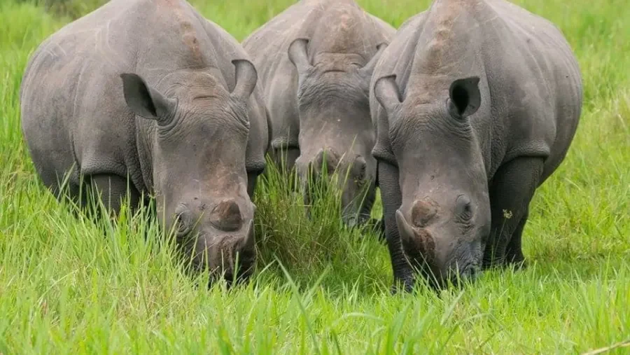 3-Day Ziwa Rhino Sanctuary Safari