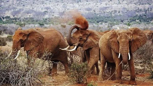 4-Day Amboseli Elephant Research Safari