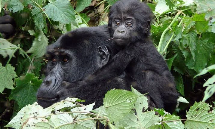 4-Day Bwindi Gorilla Habituation Experience