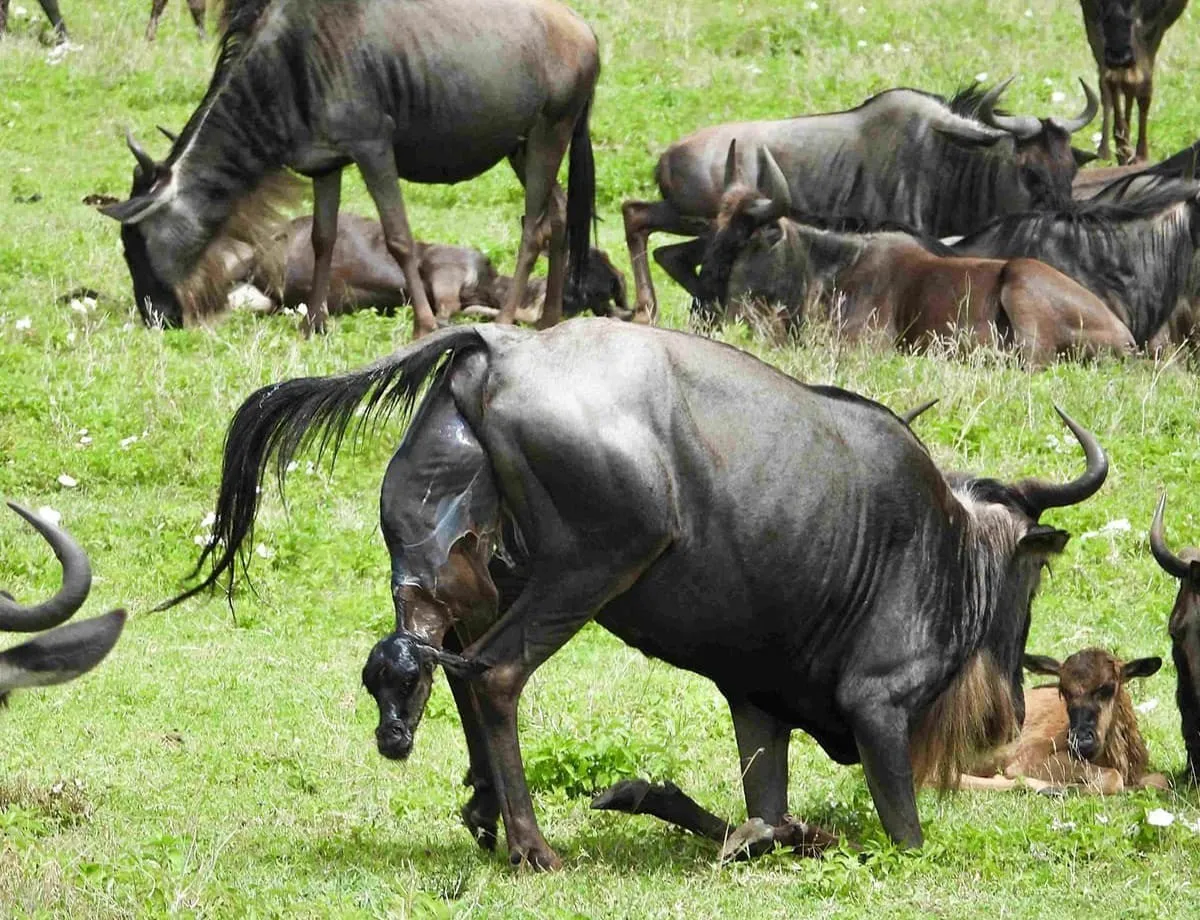 4-Day (Dec-March) Ndutu Great Migration from Zanzibar - Tanzania Safari Tour Package