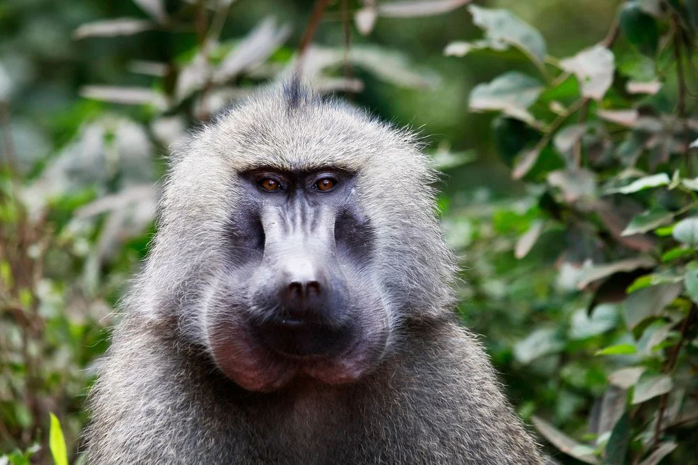 4-Day Elephant Safari: Tarangire & Lake Manyara