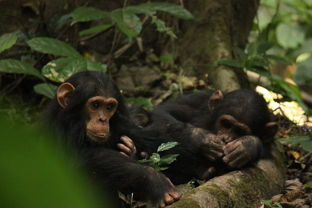 4-Day Gombe Stream Chimpanzee Safari