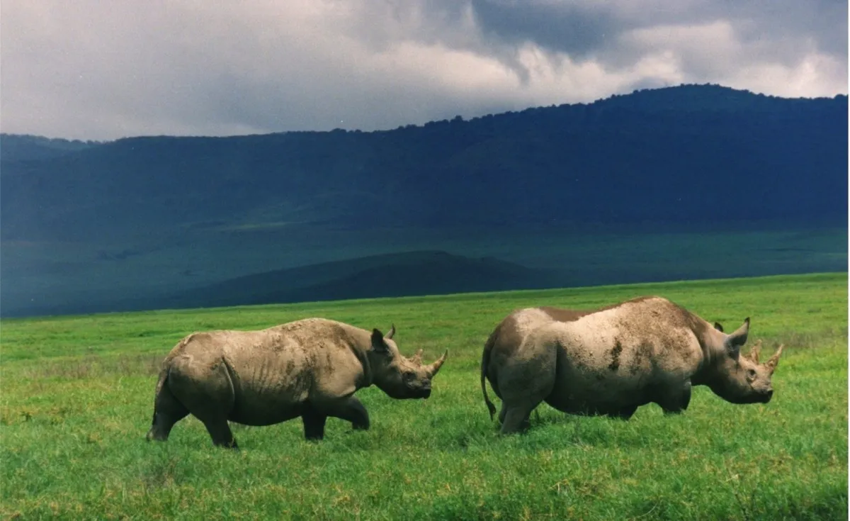 4 Day High- End Tanzania Indulgent Wilderness Experience - Tanzania Safari Tour Package