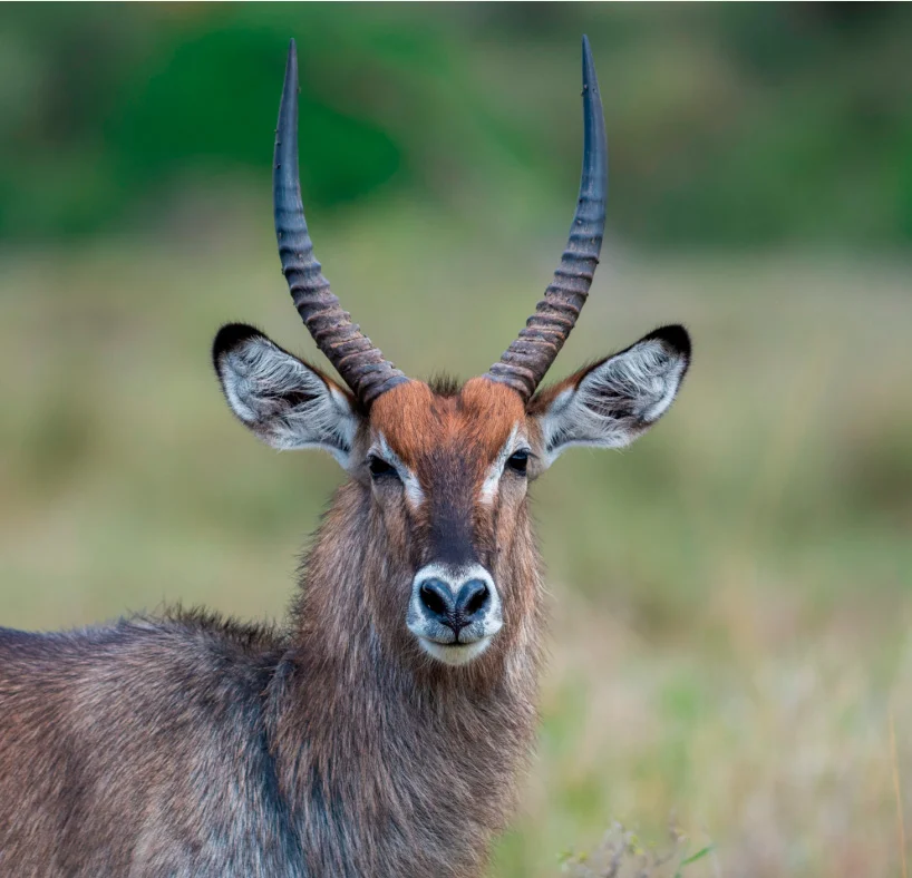 4-Day Katavi National Park Fly-In Safari