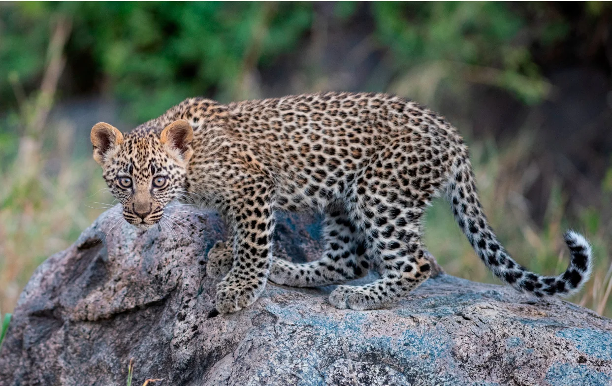 4-Day Leopard Safari - Serengeti Seronera Valley Tanzania safari tour