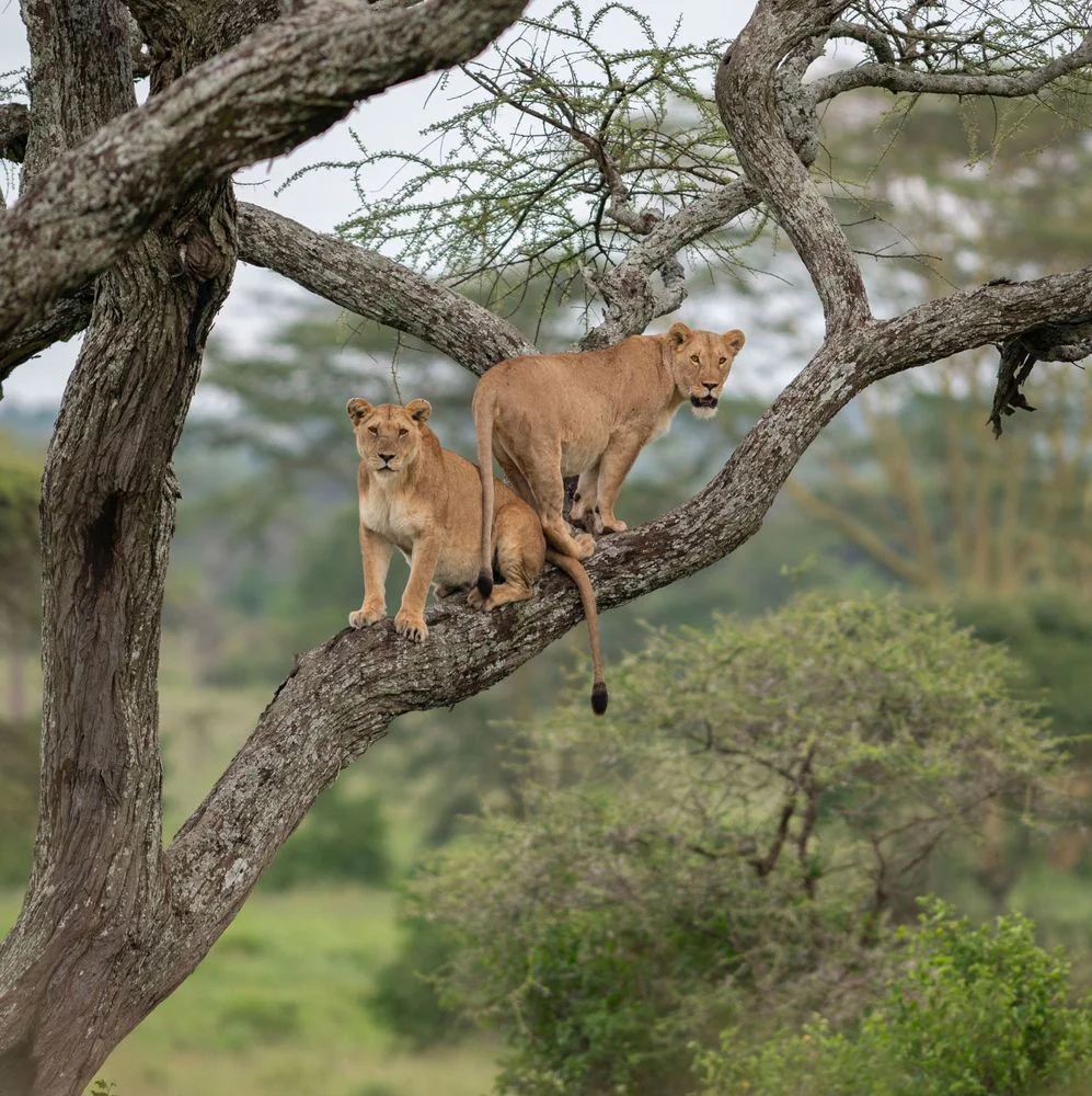 4-Day Lion Tracking Safari - Serengeti
