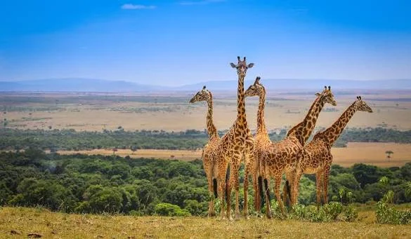 4-Day Masai Mara Fly-In Luxury Safari - Kenya safari tour
