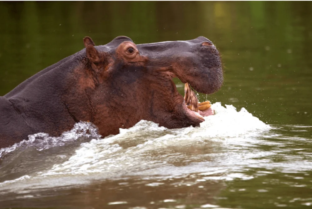 4-Day Nyerere National Park Safari