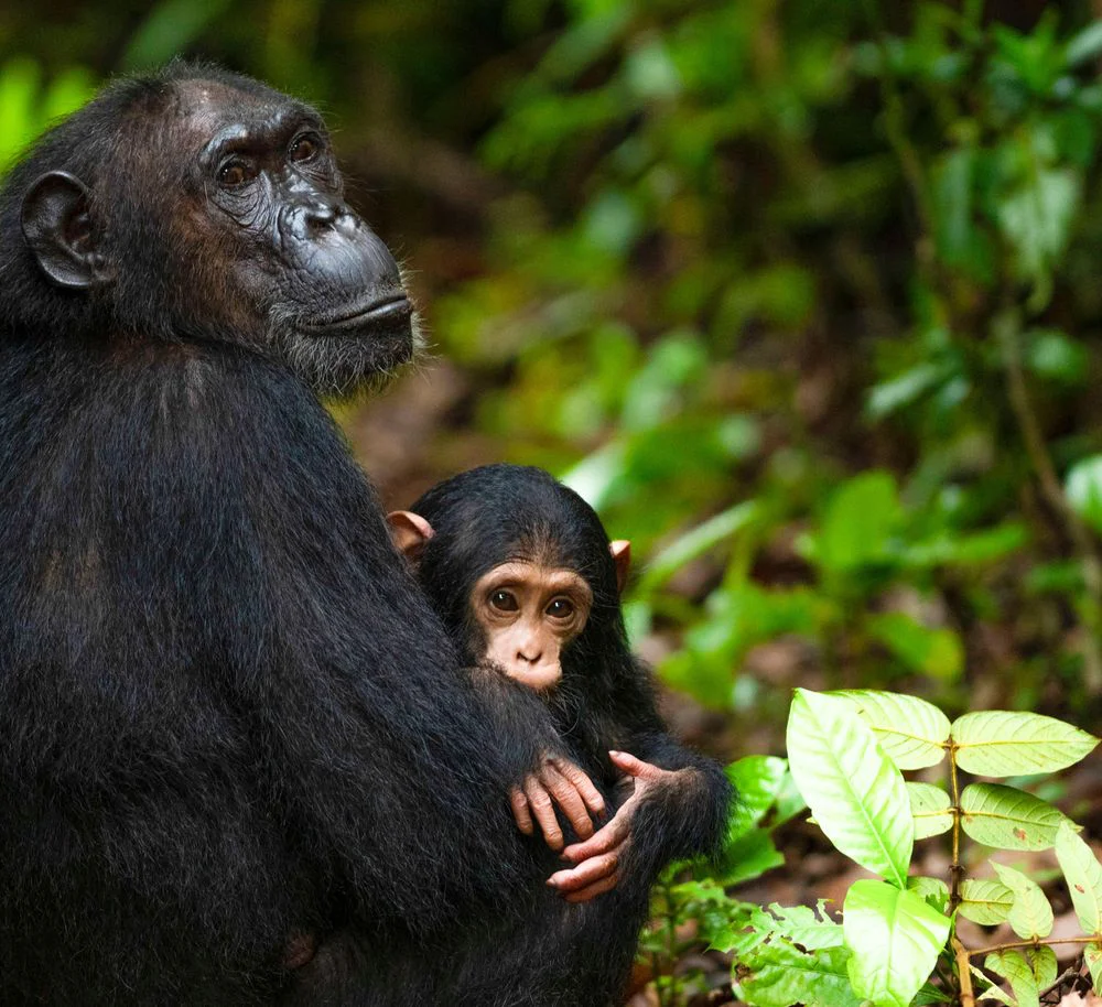 4-Day Rubondo Island Chimpanzee & Fishing Safari