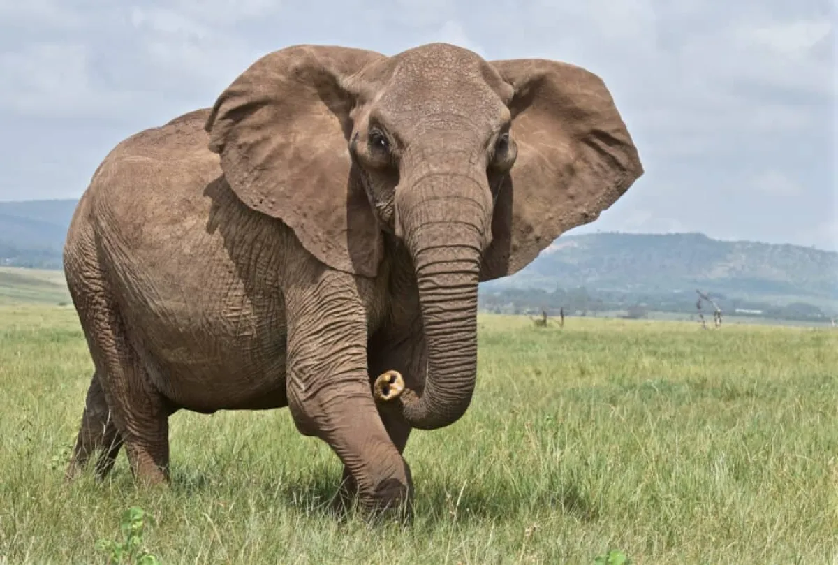 4 Day Safari in Ngorongoro, Tarangire and Manyara - Tanzania Safari Tour Package