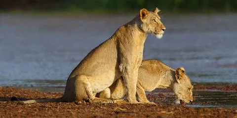 4-Day Samburu National Reserve Safari - Kenya safari tour