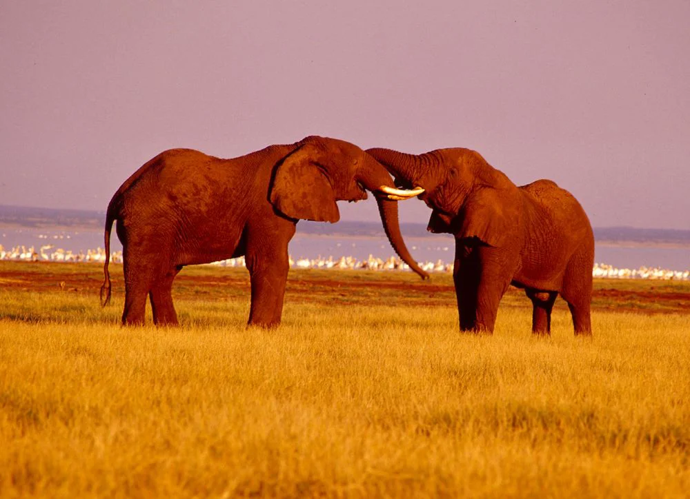 4-Day Serengeti & Tarangire Combination Safari