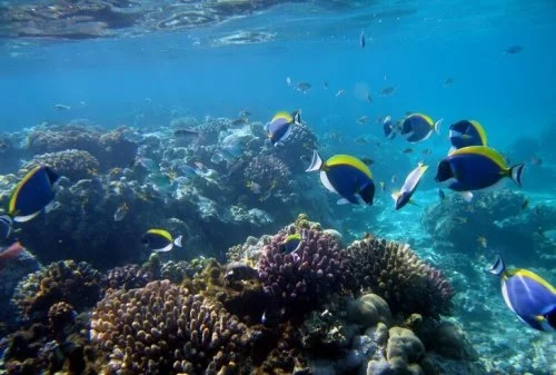 4-Day Watamu Marine Park Safari Tanzania safari tour