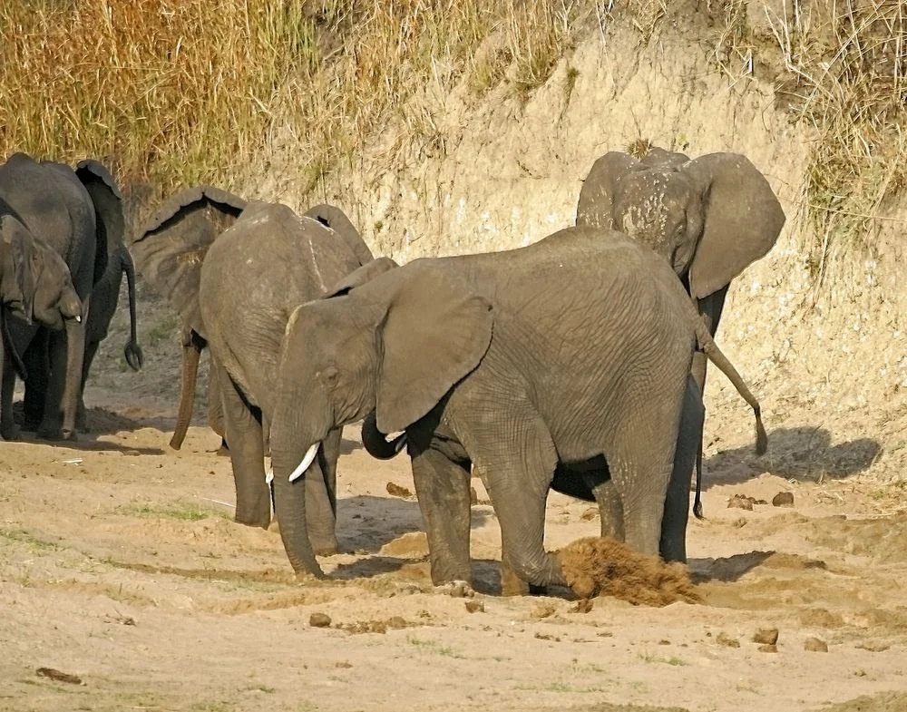 5-Day Accessible Tanzania Safari Tanzania safari tour