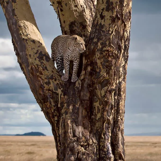 5-Day Big Five Wildlife Safari Tanzania safari tour