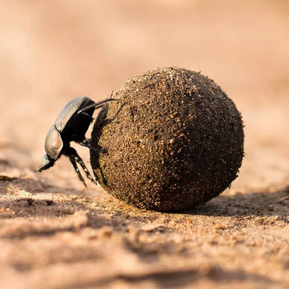 5 Day budget safari Tarangire Serengeti and Ngorongoro - Tanzania Safari Tour Package