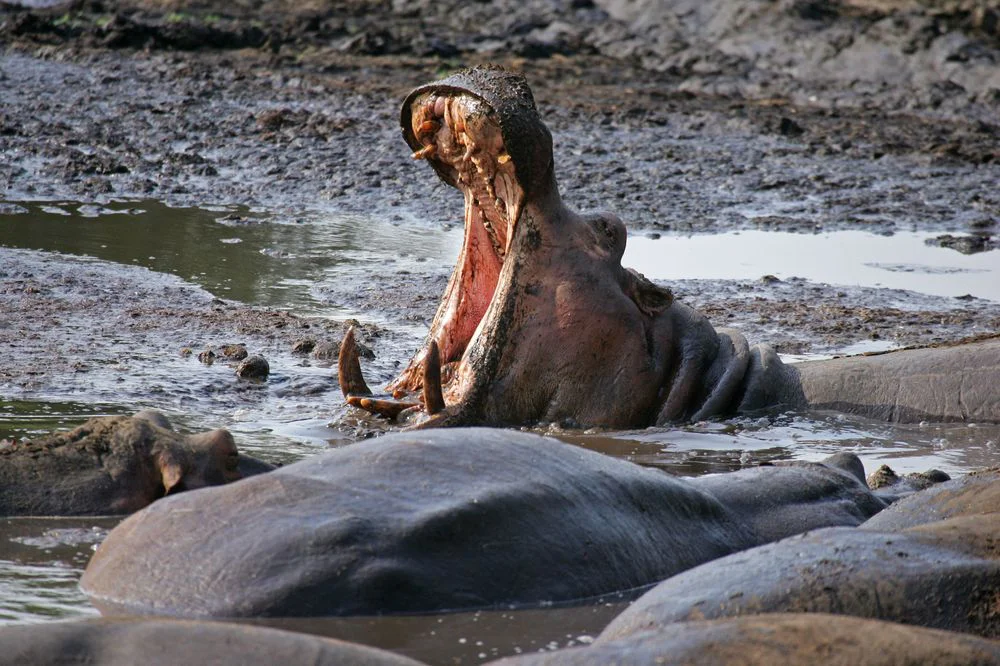 5-Day Eco-Conscious Tanzania Safari Tanzania safari tour
