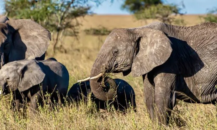 5-Day Kidepo Valley National Park Safari Tanzania safari tour