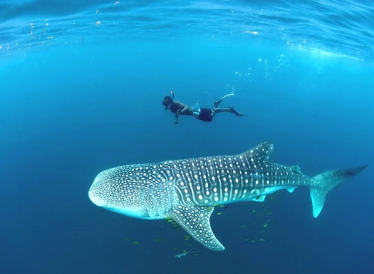 5-Day Mafia Island Chole Bay Diving Safari