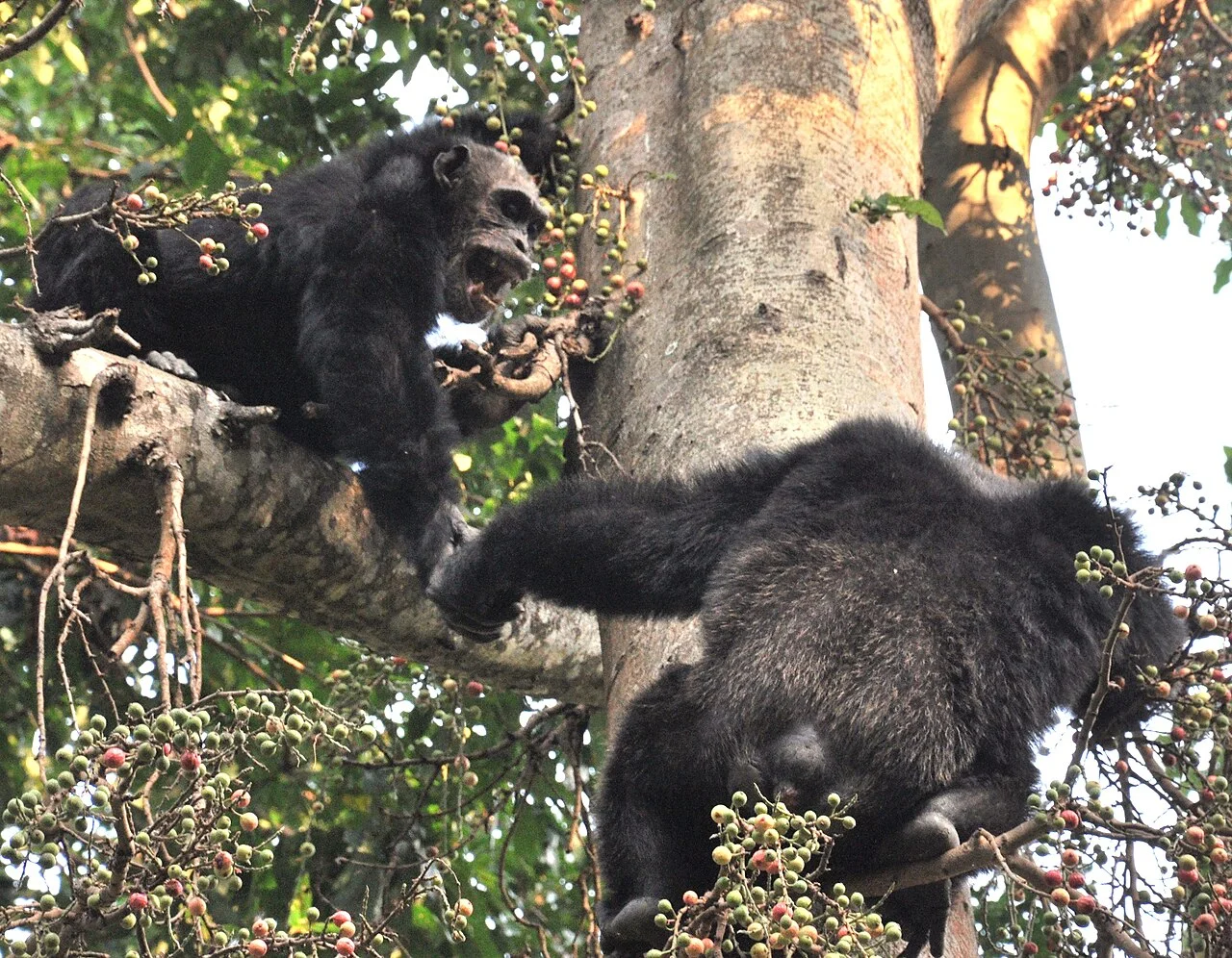5-Day Mahale Mountains Chimpanzee Trekking Safari