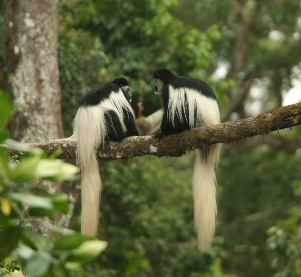 5-Day Safari from Moshi Tanzania safari tour