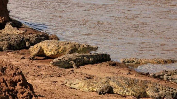 5-Day Sibiloi National Park & Koobi Fora Safari