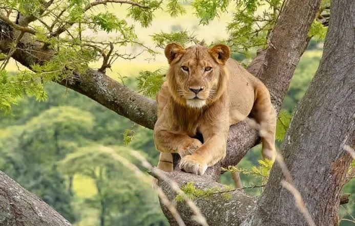 5-Day Uganda Classic Wildlife Safari: Murchison Falls & Safari