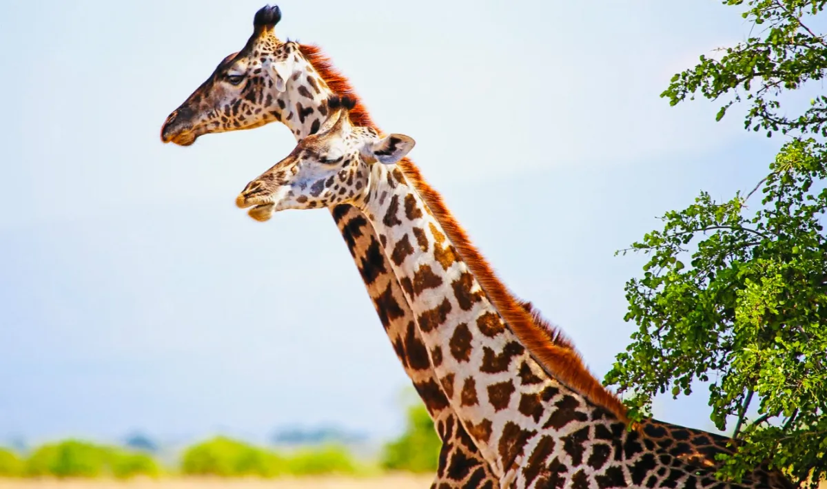 5 Days Camping Safari in Serengeti and Materuni Midrange - Tanzania Safari Tour Package