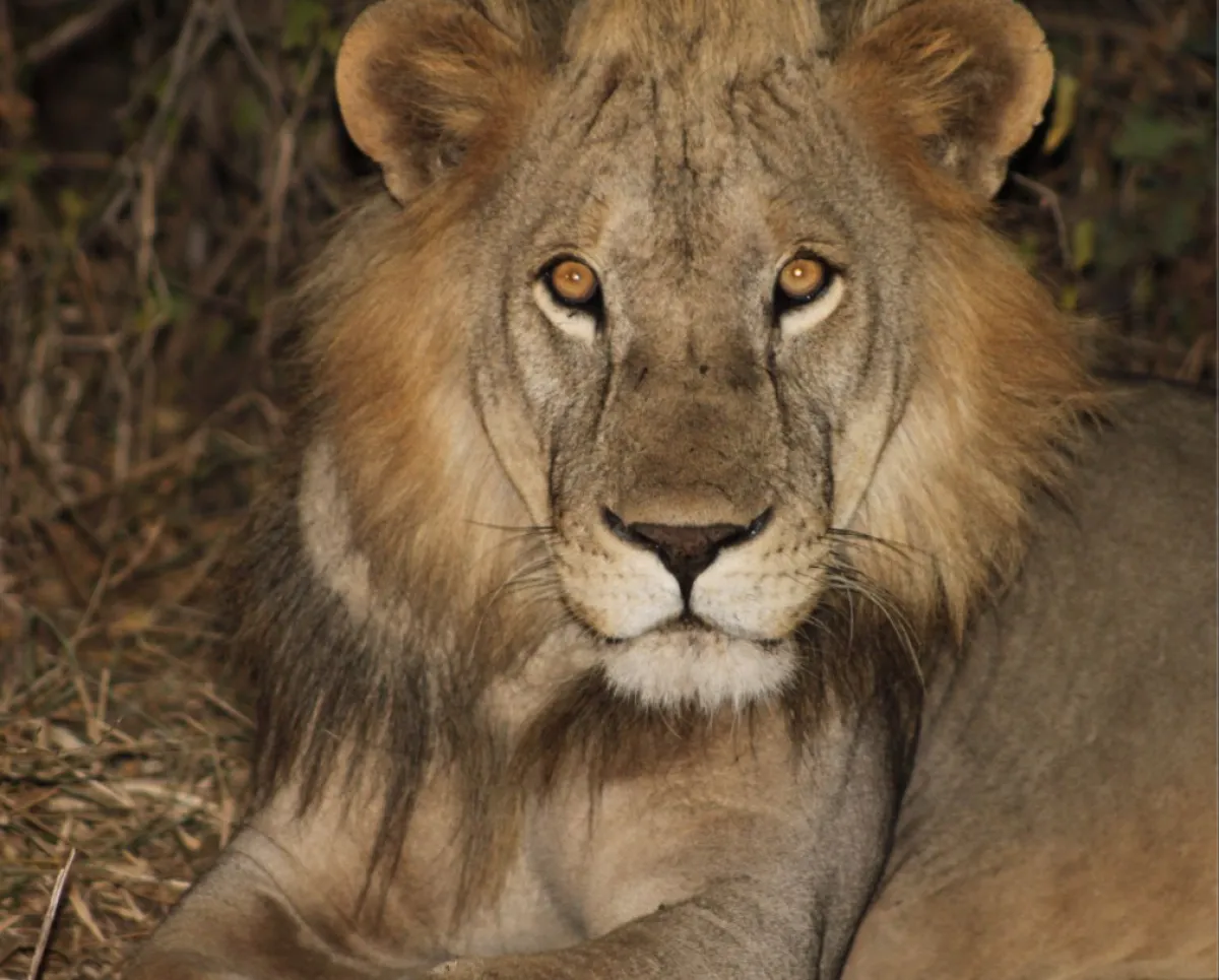 5 Days Fly-in Serengeti and Tarangire from Zanzibar Luxury Safari - Tanzania Safari Tour Package