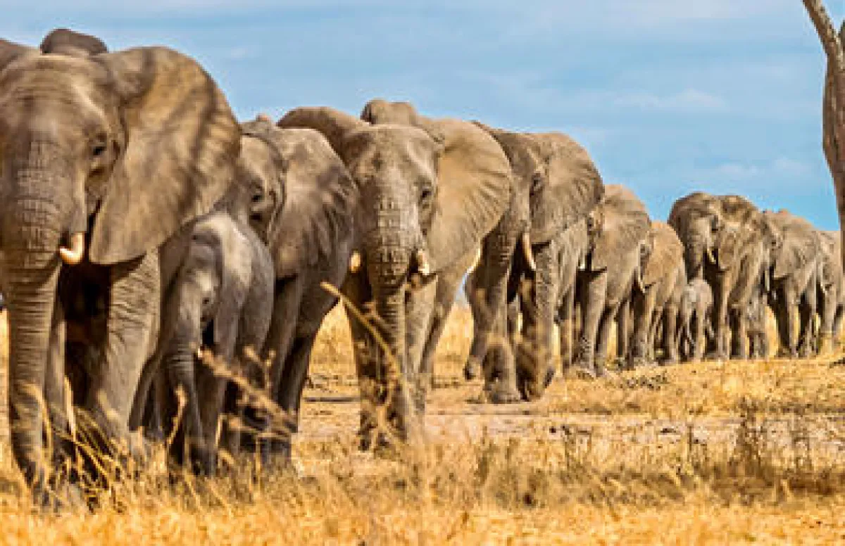 5 Days Serengeti and Lake Manyara Camping Safari Midrange - Tanzania Safari Tour Package