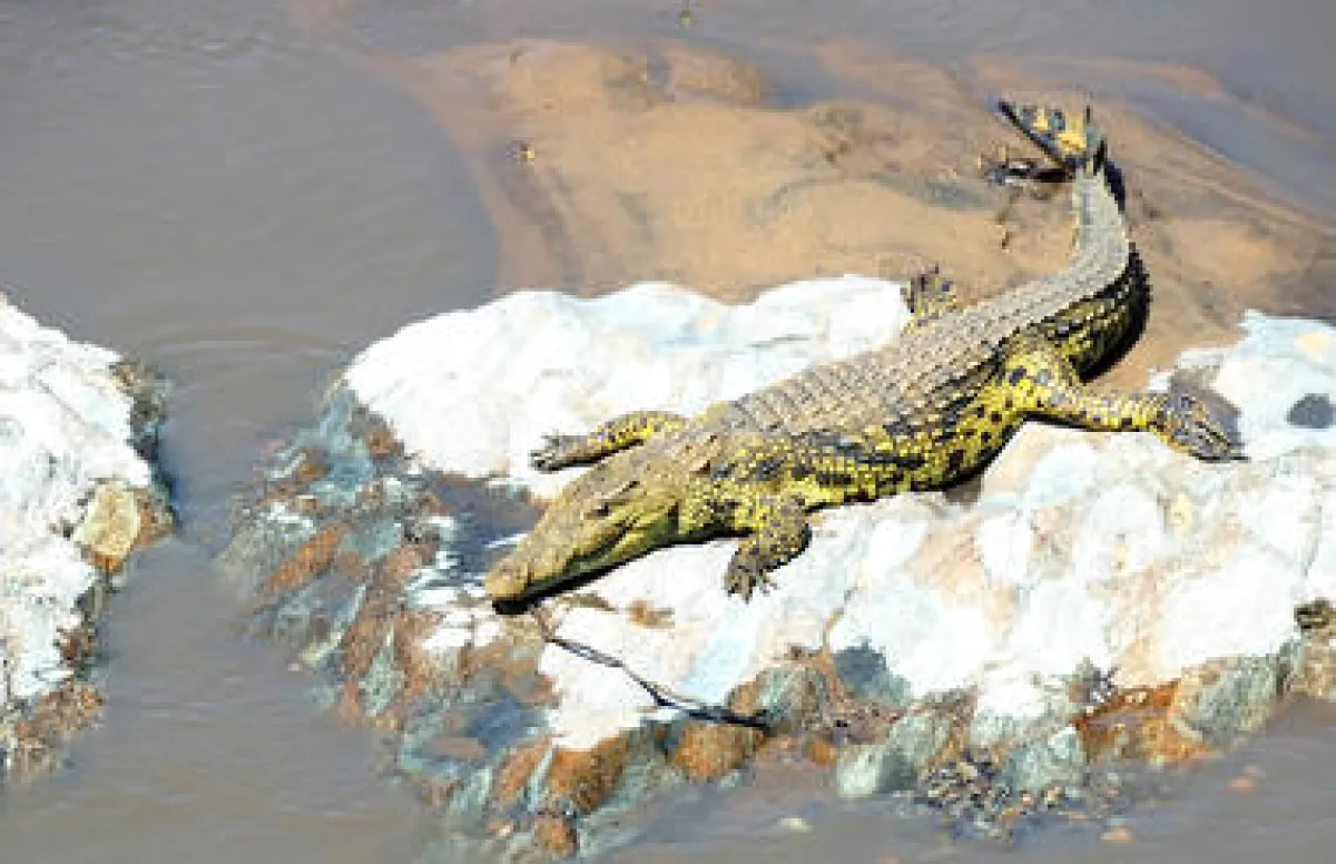 5 Days Serengeti and Ngorongoro Fly-in from Dar Midrange Safari - Tanzania Safari Tour Package