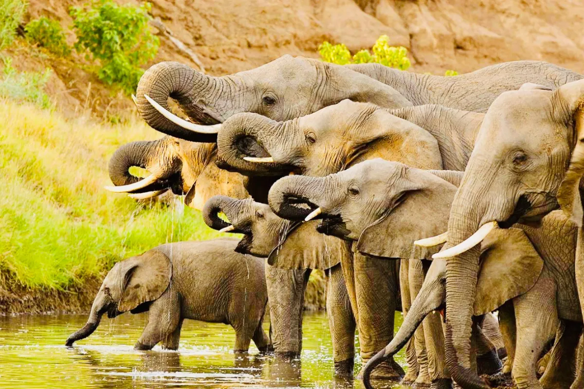 5 Days Serengeti Great Migration Midrange Safari - Tanzania Safari Tour Package