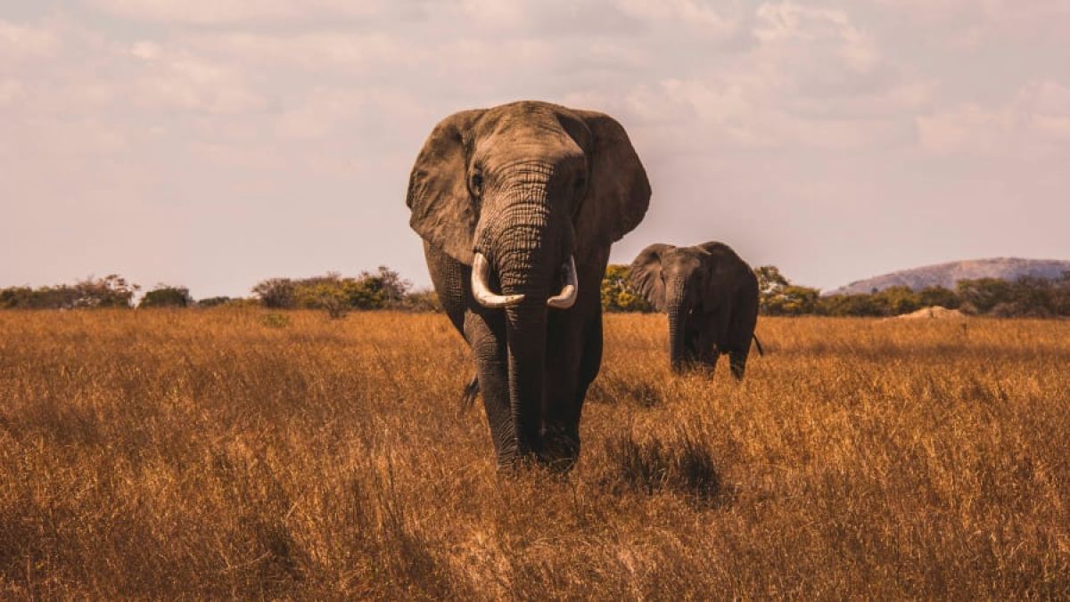 5 Days Serengeti Migration Safari - Tanzania Safari Tour Package