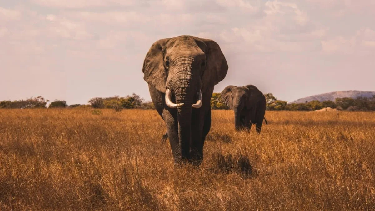 5 Days Serengeti Migration Safari - Tanzania Safari Tour Package
