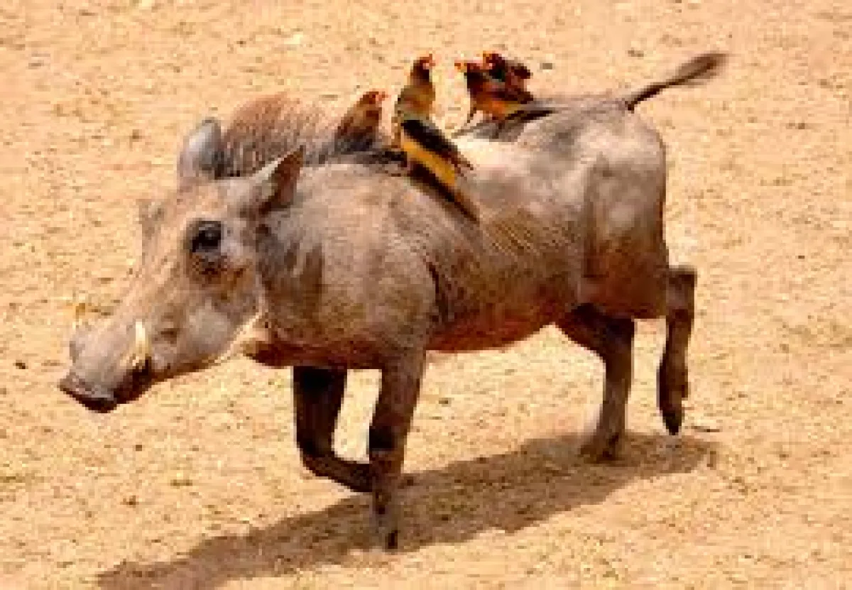 5 Days Serengeti Ngorongoro and Lake Manyara Midrange Safari - Tanzania Safari Tour Package