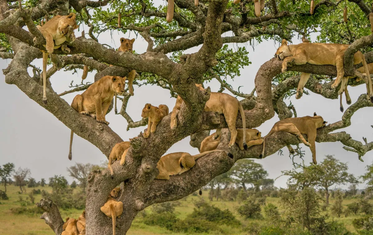5 Days Tarangire Serengeti and Ngorongoro Midrange Safari - Tanzania Safari Tour Package
