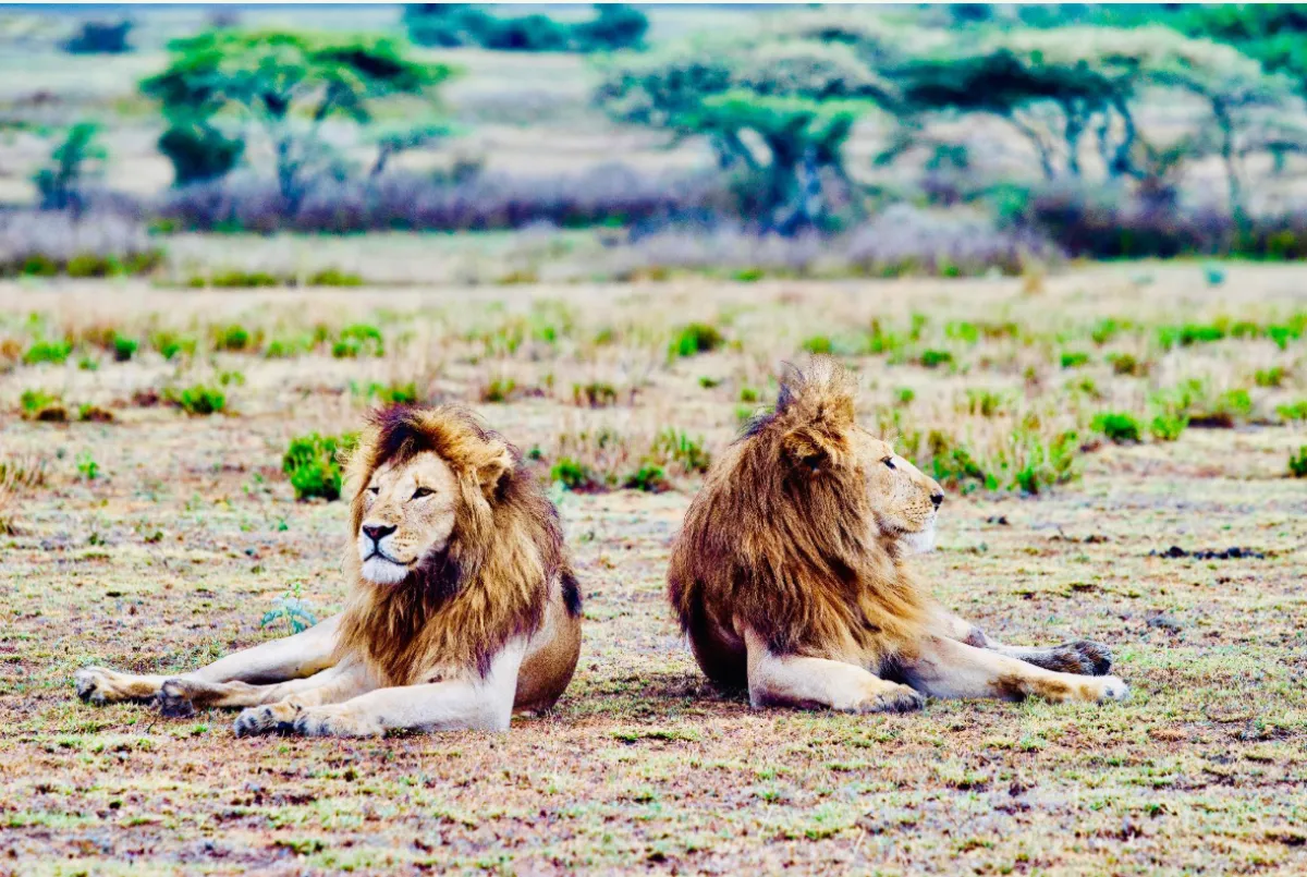 5 Days Tarangire to Serengeti Fly-in Experience - Tanzania Safari Tour Package