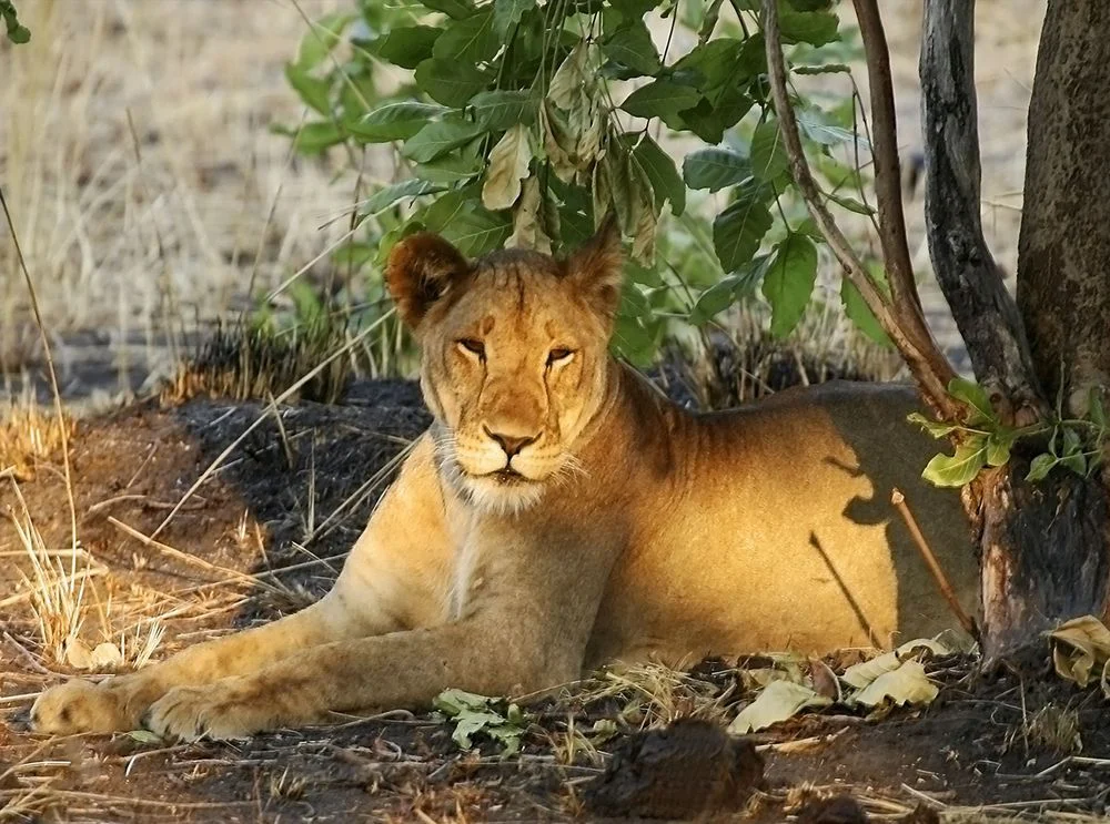 6-Day Comfortable Pace Safari for Senior Travelers