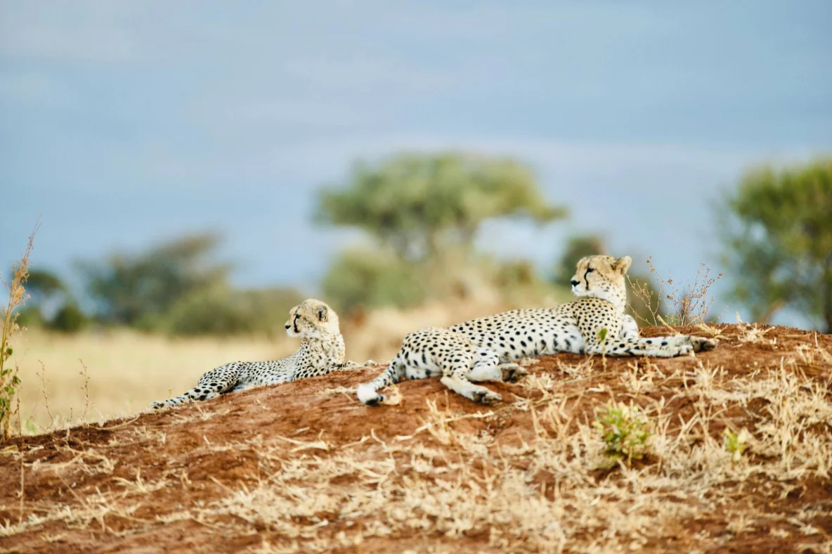 6-Day Northern Circuit Safari