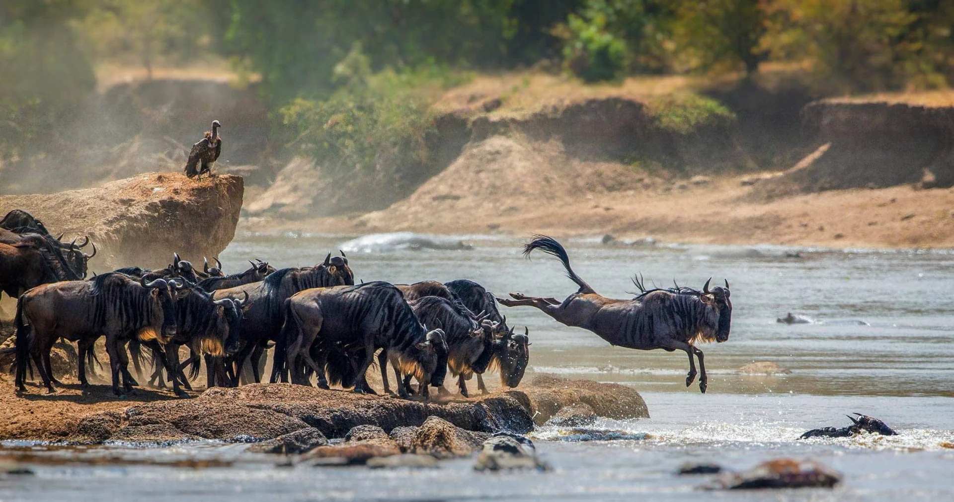 6-Day Professional Photography Safari Tanzania safari tour