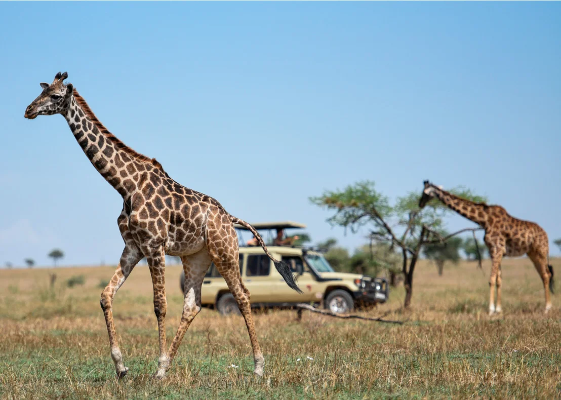 6-Day Solo Traveler Tanzania Safari