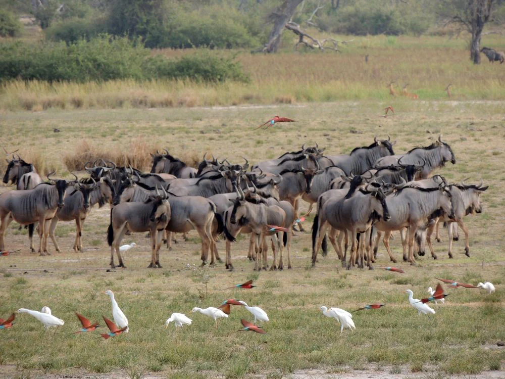 6-Day Southern Circuit Safari: Ruaha & Nyerere