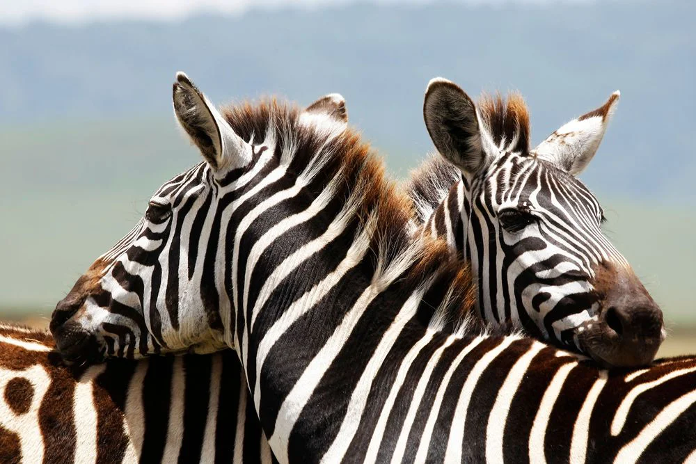 6-Day Tanzania Highlights Safari Tanzania safari tour