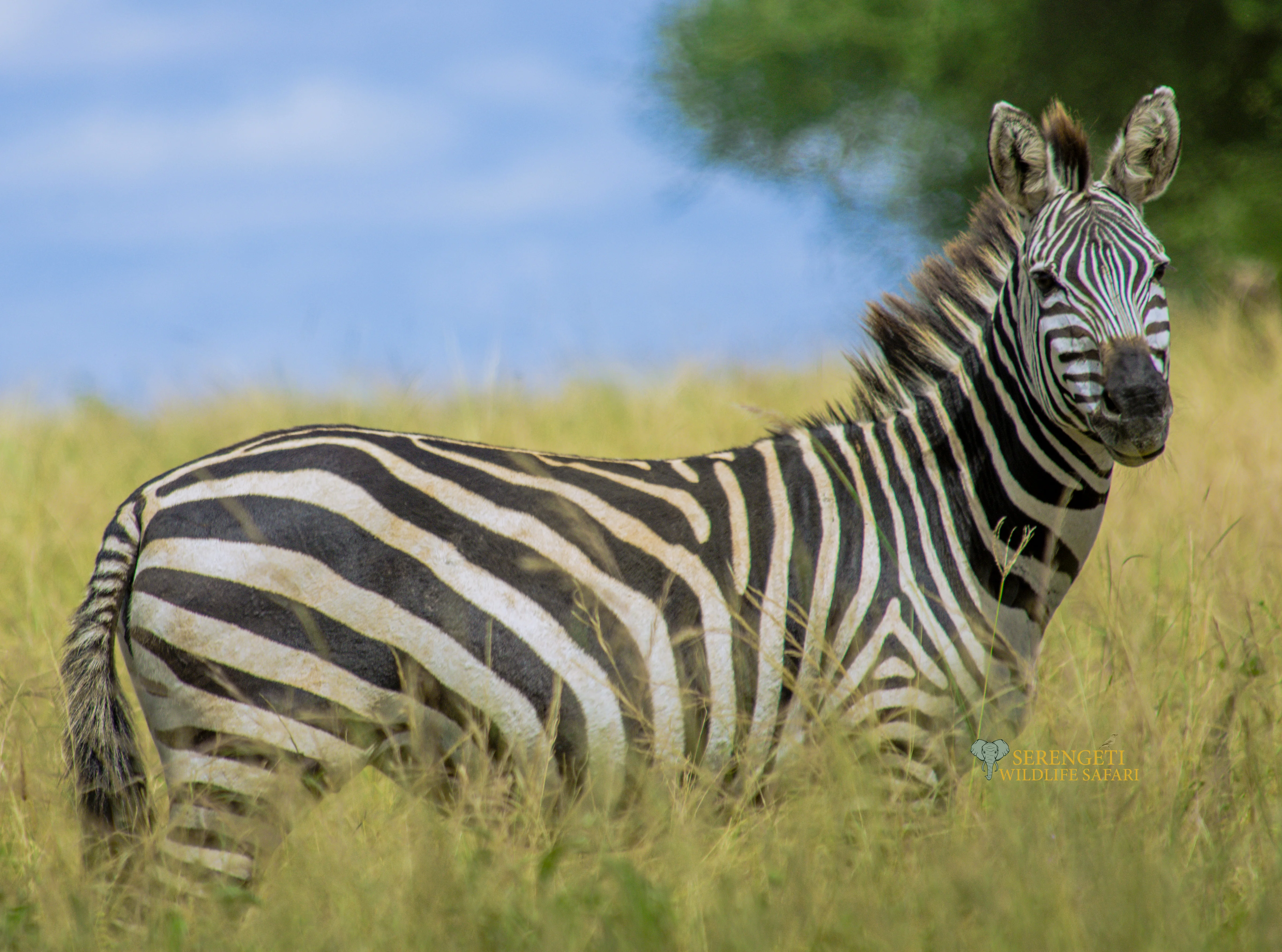 6-Day Tanzania Safari in April